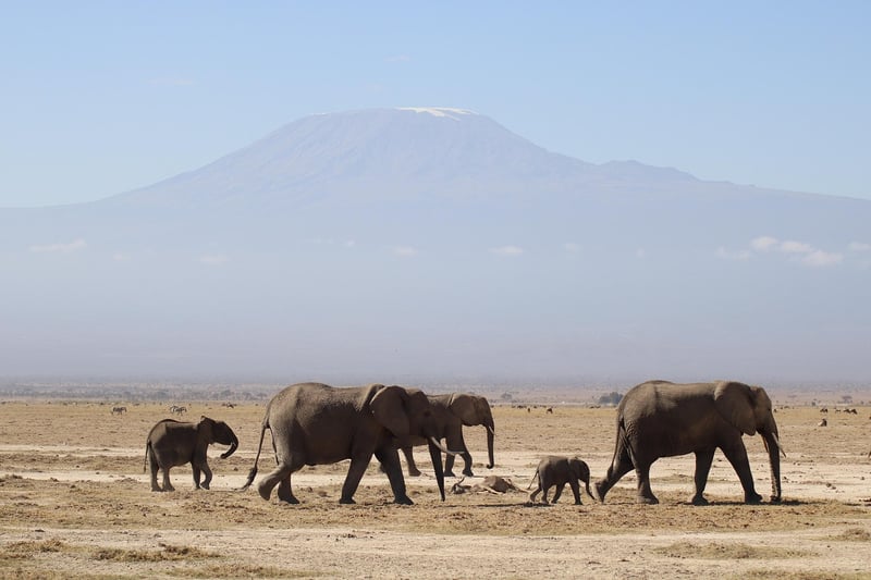 Elephant Safari
