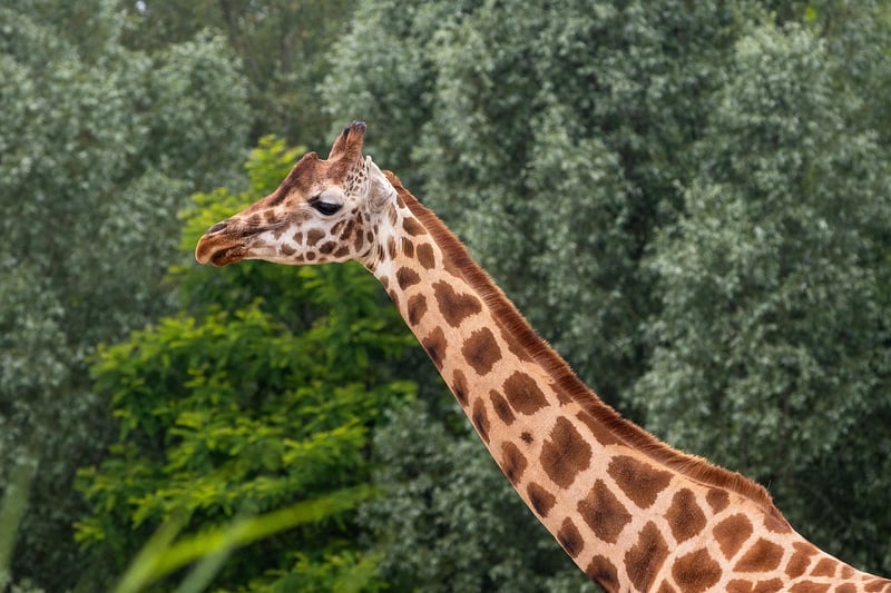 Giraffe Safari